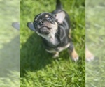 Small Photo #4 Chiweenie Puppy For Sale in ANACORTES, WA, USA