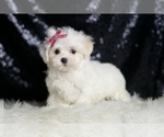 Small #2 Maltese
