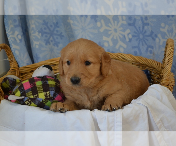 Medium Photo #33 Golden Retriever Puppy For Sale in GREENWOOD, WI, USA