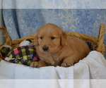 Small #3 Golden Retriever