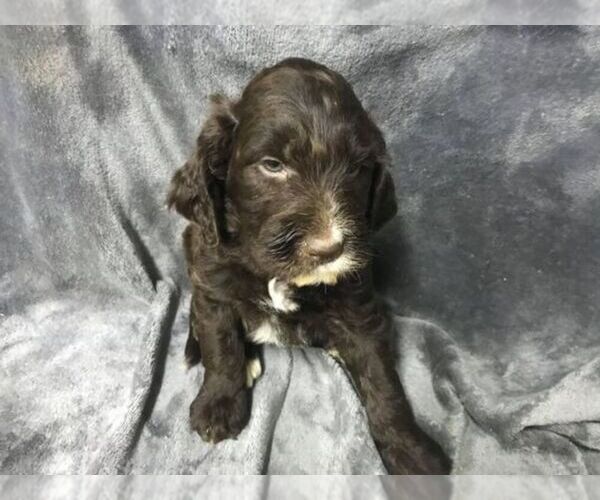 Medium Photo #1 English Setterdoodle Puppy For Sale in CHETEK, WI, USA