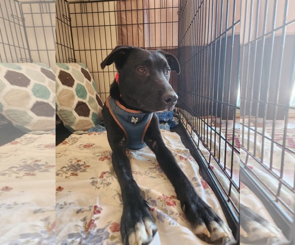Medium Photo #3 Borador Puppy For Sale in Hinckley, IL, USA