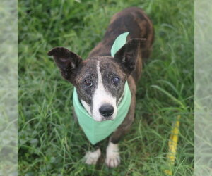 Catahoula Leopard Dog-Pembroke Welsh Corgi Mix Dogs for adoption in San Antonio, TX, USA