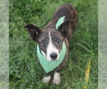 Small Catahoula Leopard Dog-Pembroke Welsh Corgi Mix