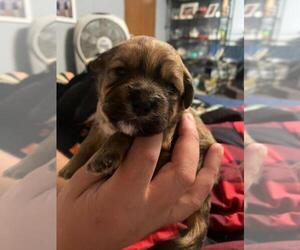 Carkie Puppy for sale in PARSONS, TN, USA