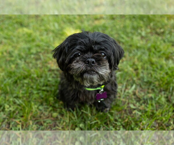 Medium Photo #3 Shih Tzu Puppy For Sale in Spring Lake, NC, USA