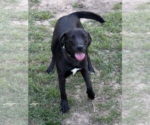 Labrador Retriever-Unknown Mix Dogs for adoption in Eastman, GA, USA