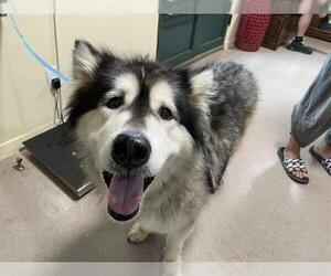 Alaskan Malamute Dogs for adoption in Pasadena, CA, USA