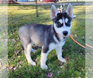 Siberian Husky Puppy for sale in ARTHUR, IL, USA
