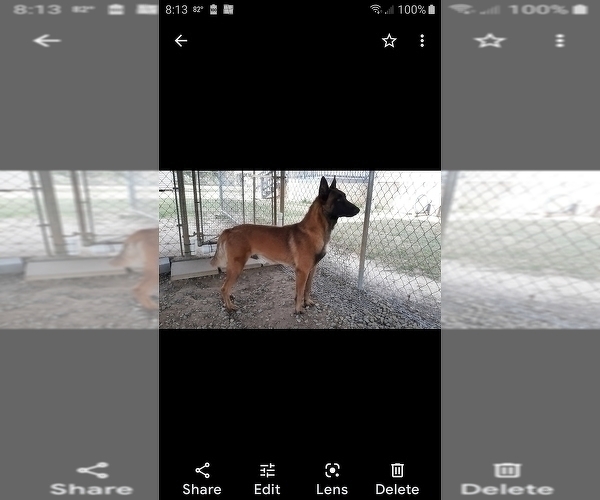 Medium Photo #1 Malinois Puppy For Sale in MOULTRIE, GA, USA