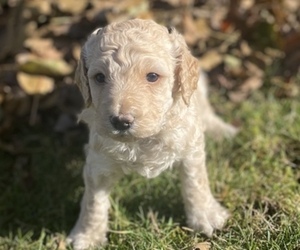 Goldendoodle (Miniature) Puppy for Sale in GRAHAM, Washington USA