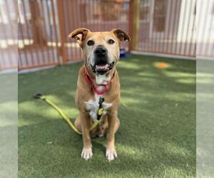 Mutt Dogs for adoption in Las Vegas, NV, USA