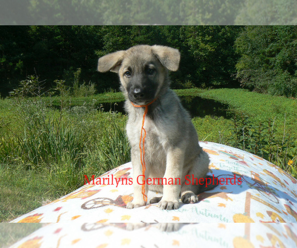Medium Photo #3 German Shepherd Dog Puppy For Sale in PIEDMONT, MO, USA