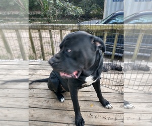 Father of the Daniff puppies born on 04/19/2025