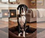 Small #2 Great Dane