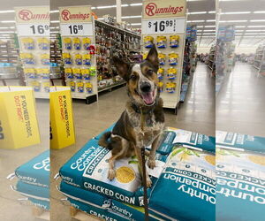 Mutt Dogs for adoption in Garden City, NY, USA