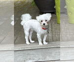 Small #4 Maltese