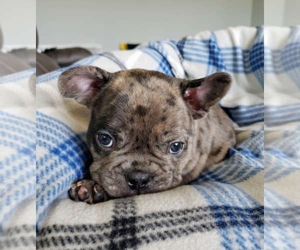 Medium Photo #10 French Bulldog Puppy For Sale in PASCO, WA, USA