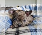 Small Photo #10 French Bulldog Puppy For Sale in PASCO, WA, USA