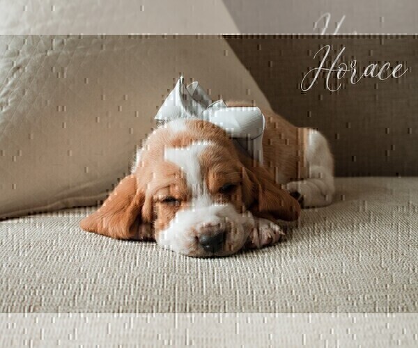 Medium Photo #2 Basset Hound Puppy For Sale in CUMMING, GA, USA