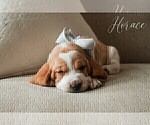 Small Photo #2 Basset Hound Puppy For Sale in CUMMING, GA, USA