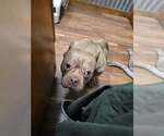 Small #3 American Pit Bull Terrier Mix
