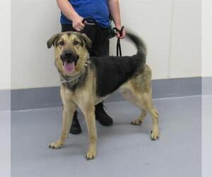 German Shepherd Dog Dogs for adoption in Louisville, KY, USA