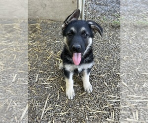 Medium German Shepherd Dog