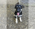 Puppy Daggures girl German Shepherd Dog