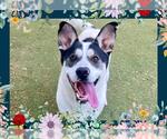 Small Border Collie Mix