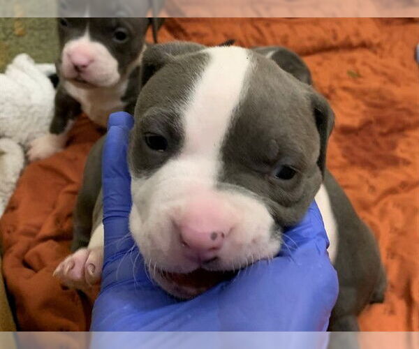 Medium Photo #1 Mutt Puppy For Sale in Moreno Valley, CA, USA