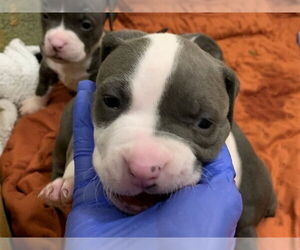 Mutt Dogs for adoption in Moreno Valley, CA, USA