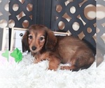 Small #3 Dachshund
