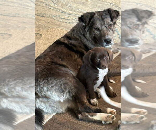 Medium Photo #4 Mutt Puppy For Sale in Germantown, OH, USA