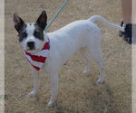 Small #1 American Bulldog Mix