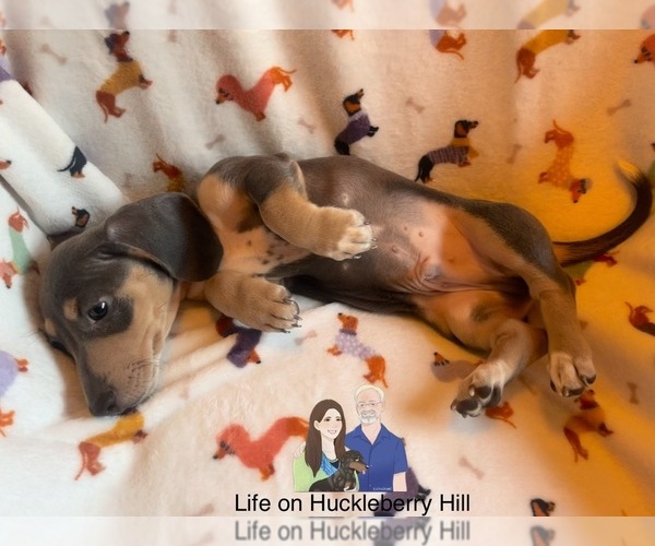 Medium Photo #9 Dachshund Puppy For Sale in LAKEBAY, WA, USA