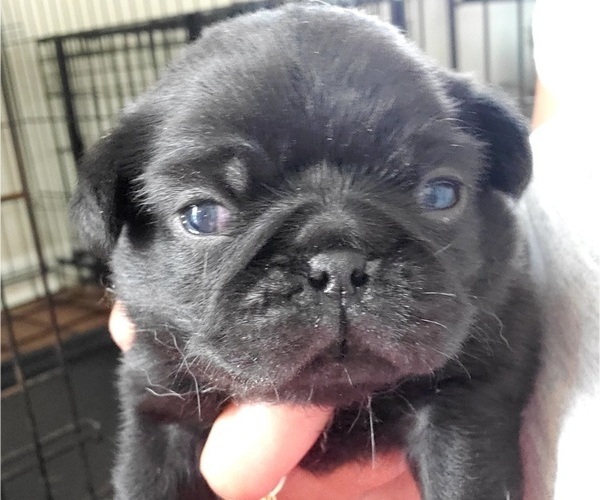 Medium Photo #1 Pug Puppy For Sale in FISHERS, IN, USA