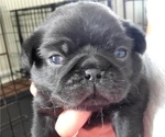 Small Photo #1 Pug Puppy For Sale in FISHERS, IN, USA