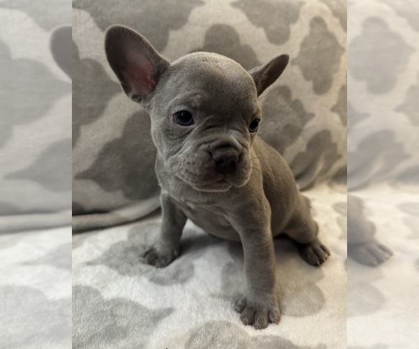 Medium Photo #22 French Bulldog Puppy For Sale in MIDDLEBURY, IN, USA