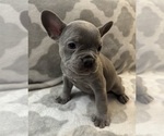 Small #21 French Bulldog