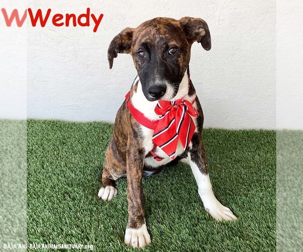 Medium Photo #1 American Pit Bull Terrier-Dutch Shepherd  Mix Puppy For Sale in San Diego, CA, USA