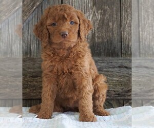 Goldendoodle-Poodle (Standard) Mix Puppy for sale in FREDERICKSBG, OH, USA