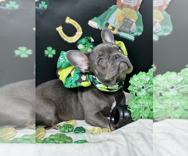 Medium Photo #2 French Bulldog Puppy For Sale in BELLVILLE, TX, USA