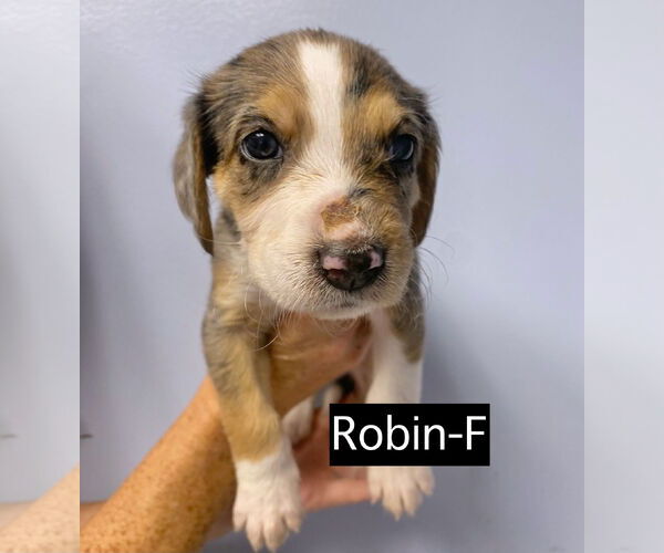 Medium Photo #4 Catahoula Leopard Dog Puppy For Sale in GILBERTS, IL, USA