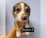 Small #3 Catahoula Leopard Dog