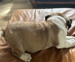 Small Photo #3 English Bulldog Puppy For Sale in ANDERSON, SC, USA