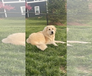 Anatolian Shepherd-Great Pyrenees Mix Dogs for adoption in COLLINSVILLE, IL, USA