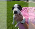 Small #1 American Staffordshire Terrier-Staffordshire Bull Terrier Mix