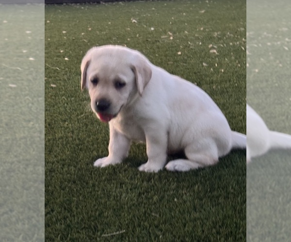 Medium Photo #8 Labrador Retriever Puppy For Sale in BUCKEYE, AZ, USA