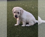 Small #7 Labrador Retriever